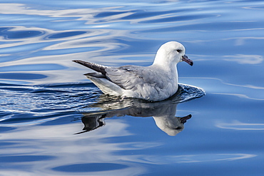 Adult southern fulmar (Fulmarus glacialoides) feeding in calm waters in Paradise Bay, Antarctica, Southern Ocean, Polar Regions