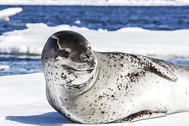 Adult leopard seal (Hydrurga leptonyx), Booth Island, Antarctica, Southern Ocean, Polar Regions