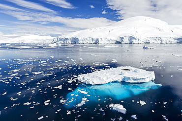 Adult leopard seal (Hydrurga leptonyx), Snow Island, South Shetland Islands, Antarctica, Southern Ocean, Polar Regions