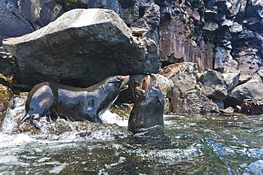 Galapagos fur seal (Arctocephalus galapagoensis) bulls mock-fighting, Genovesa Island, Galapagos Islands, Ecuador, South America