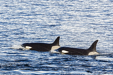 Type A killer whales (Orcinus orca) travelling and socializing in Gerlache Strait near the Antarctic Peninsula, Southern Ocean, Polar Regions