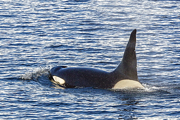 Type A killer whale (Orcinus orca) bull, traveling and socializing in Gerlache Strait near the Antarctic Peninsula, Southern Ocean, Polar Regions