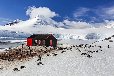Gentoo penguins (Pygoscelis papua) surround the buildings at Port Lockroy, Antarctica, Southern Ocean, Polar Regions