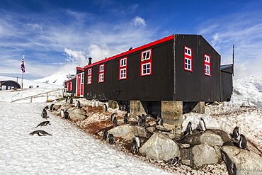 Gentoo penguins (Pygoscelis papua) surround the buildings at Port Lockroy, Antarctica, Southern Ocean, Polar Regions