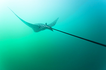 Spotted eagle ray (Aetobatus narinari) underwater, Leon Dormido Island, San Cristobal Island, Galapagos Islands, Ecuador, South America