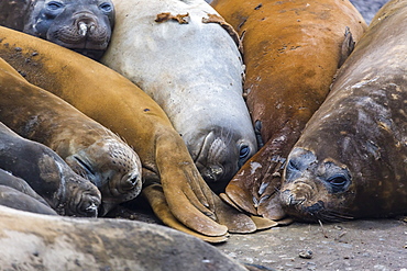 Southern elephant seals (Mirounga leonina), annual catastrophic molt, Hannah Point, Livingston Island, South Shetland Islands, Antarctica, Polar Regions