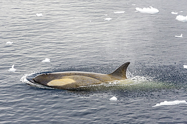 A small pod of Type B killer whales (Orcinus orca) in Neko Harbor, Andvord Bay, Antarctica, Southern Ocean, Polar Regions