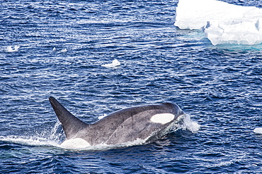 A small pod of Type B killer whales (Orcinus orca), near Cierva Cove, Antarctica, Southern Ocean, Polar Regions