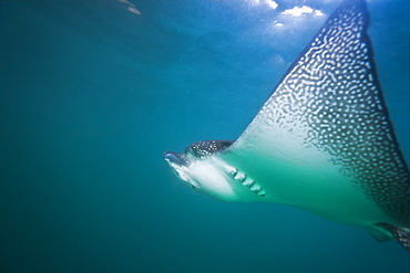 Spotted eagle ray (Aetobatus narinari) underwater, Leon Dormido Island, San Cristobal Island, Galapagos Islands, Ecuador, South America