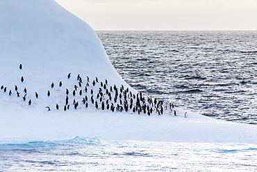 Adult chinstrap penguin (Pygoscelis antarctica), Half Moon Island, South Shetland Islands, Antarctica, Southern Ocean, Polar Regions