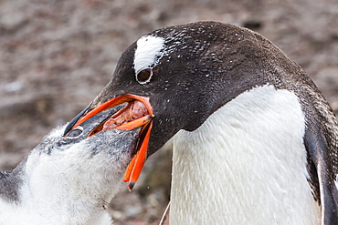 Adult gentoo penguin (Pygoscelis papua) feeding chick, Hannah Point, Livingston Island, South Shetland Islands, Antarctica, Southern Ocean, Polar Regions