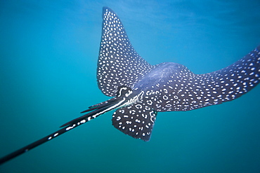 Spotted eagle ray (Aetobatus narinari) underwater, Leon Dormido Island, San Cristobal Island, Galapagos Islands, Ecuador, South America