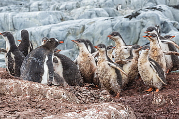 Gentoo penguin (Pygoscelis papua) chicks creche, Jougla Point, Wiencke Island, Antarctica, Southern Ocean, Polar Regions, Polar Regions