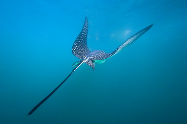 Spotted eagle ray (Aetobatus narinari) underwater, Leon Dormido Island, San Cristobal Island, Galapagos Islands, Ecuador, South America