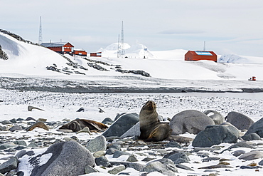 Adult Antarctic fur seals (Arctocephalus gazella), Half Moon Island, South Shetland Islands, Antarctica, Southern Ocean, Polar Regions