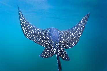 Spotted eagle ray (Aetobatus narinari) underwater, Leon Dormido Island, San Cristobal Island, Galapagos Islands, Ecuador, South America