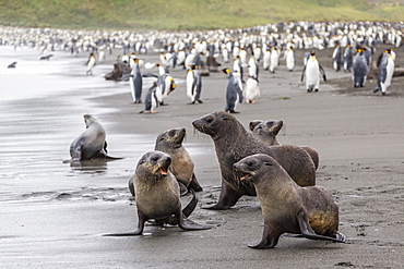 Antarctic fur seal (Arctocephalus gazella) pups, Gold Harbour, South Georgia, South Atlantic Ocean, Polar Regions