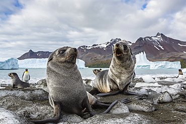 Antarctic fur seal (Arctocephalus gazella) pups on ice at the beach in Fortuna Bay, South Georgia, South Atlantic Ocean, Polar Regions