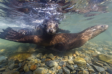 Antarctic fur seal (Arctocephalus gazella) pups underwater in Stromness Bay, South Georgia, South Atlantic Ocean, Polar Regions