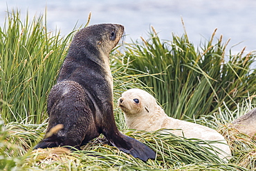 Leucistic Antarctic fur seal (Arctocephalus gazella) pup, Prion Island, Bay of Isles, South Georgia, South Atlantic Ocean, Polar Regions