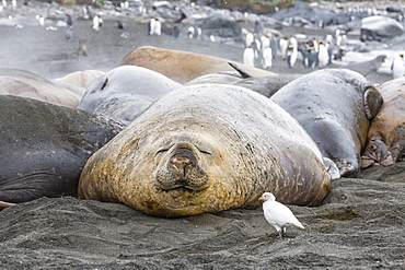 Southern elephant seals (Mirounga leonina), annual catastrophic molt, Gold Harbour, South Georgia, South Atlantic Ocean, Polar Regions