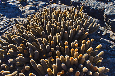 Endemic lava cactus (Brachycereus spp,), Fernandina Island, Galapagos Islands, UNESCO World Heritage Site, Ecuador, South America