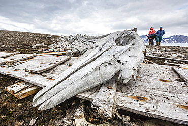 Littered beluga bones left by whalers, Delphinapterus leucas, at Ahlstrandhalvoya, Bellsund, Svalbard, Norway, Scandinavia, Europe 