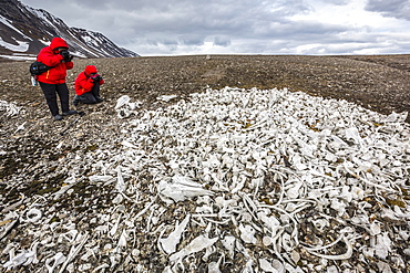 Littered beluga bones left by whalers, Delphinapterus leucas, at Ahlstrandhalvoya, Bellsund, Svalbard, Norway, Scandinavia, Europe 