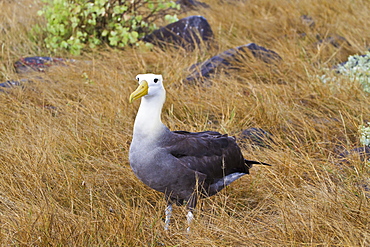 Adult waved albatross (Diomedea irrorata), Espanola Island, Galapagos Islands, UNESCO World Heritage Site, Ecuador, South America