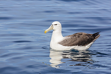 White-capped albatross, Thalassarche steadi, in calm seas off Kaikoura, South Island, New Zealand