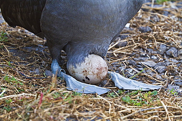 Adult waved albatross (Diomedea irrorata) with single egg, Espanola Island, Galapagos Islands, Ecuador, South America