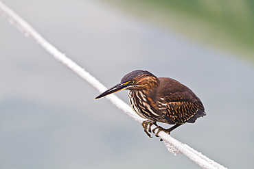 Juvenile striated heron (Butorides striata), Puerto Ayora, Santa Cruz Island, Galapagos, UNESCO World Heritge Site, Ecuador, South America