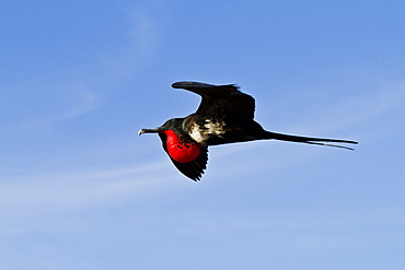 Adult male magnificent frigatebird (Fregata magnificens), Las Bachas, Santa Cruz Island, Galapagos Islands, Ecuador, South America