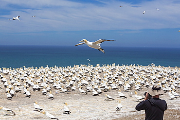 Australasian gannet (Morus serrator), breeding colony at Cape Kidnappers, North Island, New Zealand, Pacific