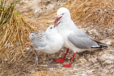 Red-billed gull (Chroicocephalus scopulinus) feeding chick near Dunedin, South Island, New Zealand, Pacific