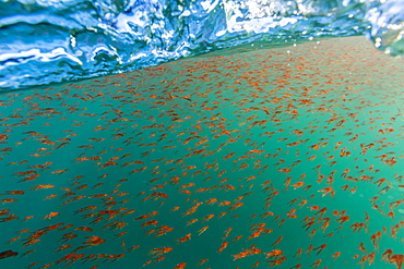 Dense swarms of juvenile squat lobster (Munida gregaria) off Akaroa, South Island, New Zealand, Pacific