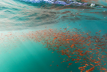 Dense swarms of juvenile squat lobster (Munida gregaria) off Akaroa, South Island, New Zealand, Pacific