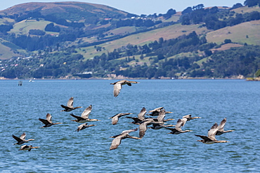 Adult spotted shags (Phalacrocorax punctatus) in flight in Dunedin, Otago, South Island, New Zealand, Pacific