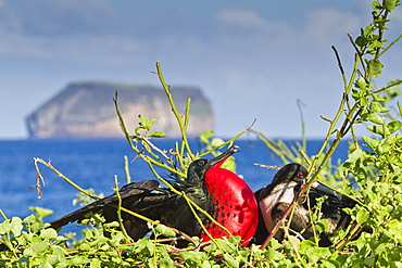 Adult male magnificent frigatebird (Fregata magnificens), North Seymour Island, Galapagos Islands, UNESCO World Heritage Site, Ecuador, South America