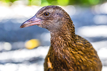 Adult Stewart Island weka (Gallirallus australis scotti), Ulva Island, off Stewart Island, South Island, New Zealand, Pacific