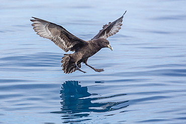 Adult white-chinned petrel (Procellaria aequinoctialis), off Kaikoura, South Island, New Zealand, Pacific