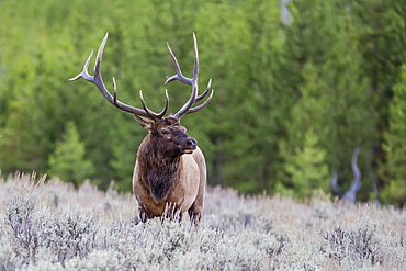 Bull elk (Cervus canadensis) along the Madison River, Yellowstone National Park, UNESCO World Heritage Site, Wyoming, United States of America, North America