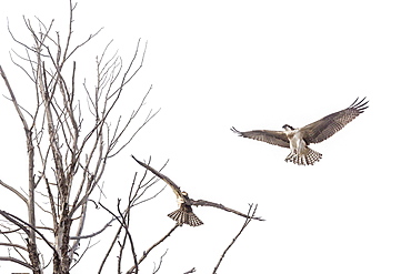 Osprey (Pandion haliaetus) along the Madison River, Yellowstone National Park, Wyoming, United States of America, North America