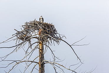 Osprey (Pandion haliaetus) on nest along the Madison River, Yellowstone National Park, Wyoming, United States of America, North America