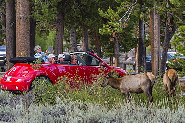 Elk (Cervus canadensis) with tourists along the Madison River, Yellowstone National Park, UNESCO World Heritage Site, Wyoming, United States of America, North America