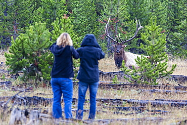 Bull elk, Cervus canadensis, with curious photographers, Yellowstone National Park, Wyoming, USA