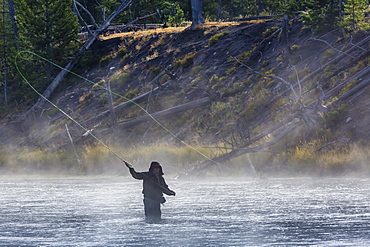 Fly fisherman casting in the early morning fog in the Madison River, Yellowstone National Park, UNESCO World Heritage Site, Wyoming, United States of America, North America