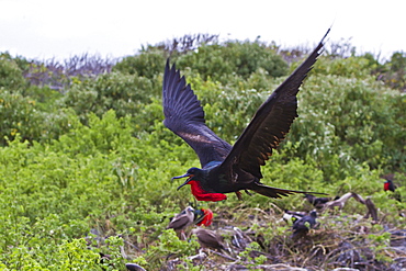 Adult male great frigatebirds (Fregata minor), Genovesa Island, Galapagos Islands, UNESCO World Heritage Site, Ecuador, South America