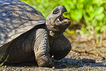 Wild Galapagos tortoise (Geochelone elephantopus), Urbina Bay, Isabela Island, Galapagos Islands, UNESCO World Heritage Site, Ecuador, South America