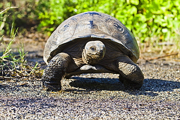 Wild Galapagos tortoise (Geochelone elephantopus), Urbina Bay, Isabela Island, Galapagos Islands, UNESCO World Heritage Site, Ecuador, South America